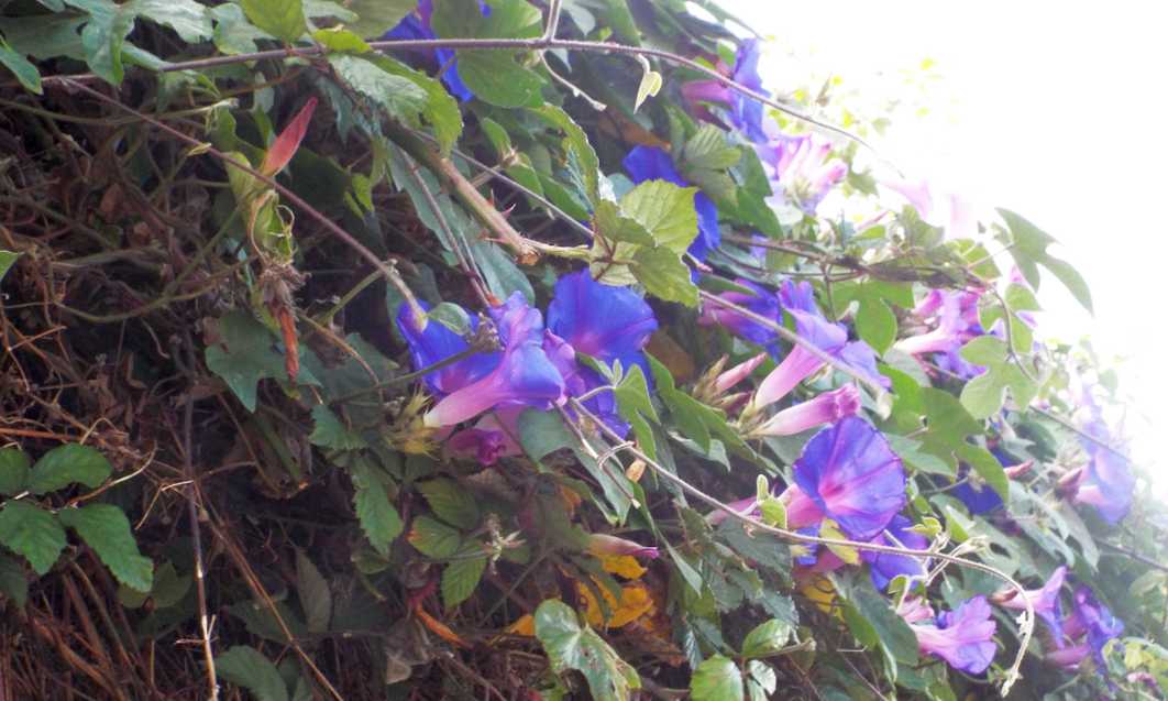 Da Tenerife (Canarie):  Ipomoea indica  (Convolvulaceae)