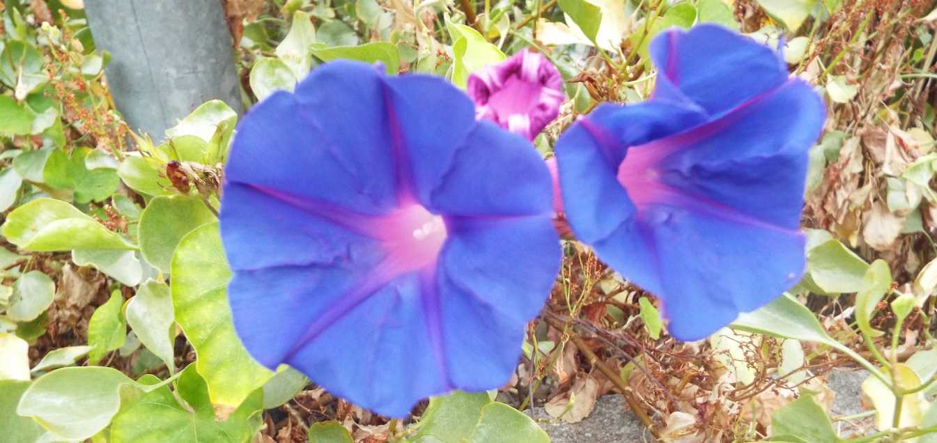 Da Tenerife (Canarie):  Ipomoea indica  (Convolvulaceae)