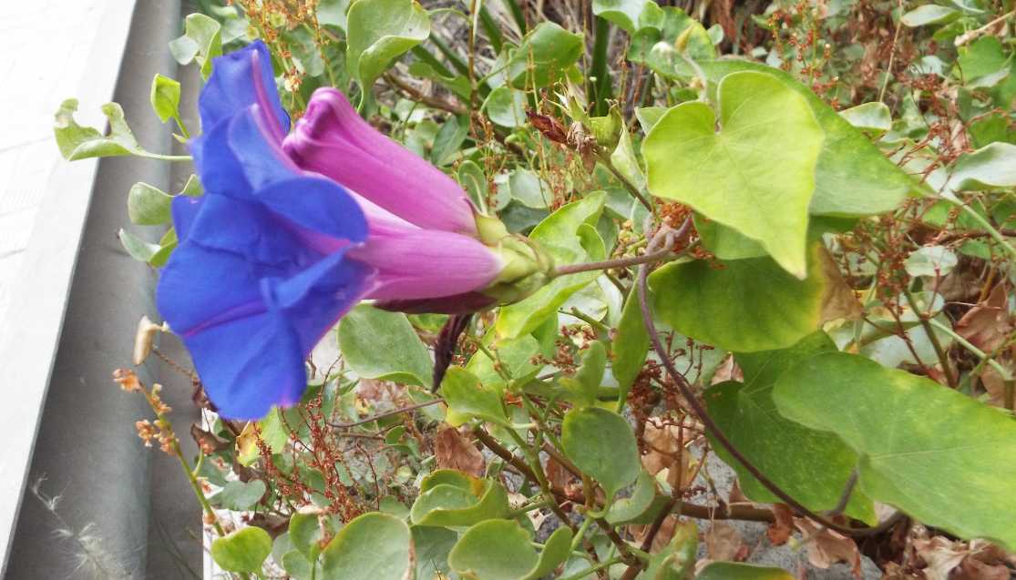 Da Tenerife (Canarie):  Ipomoea indica  (Convolvulaceae)