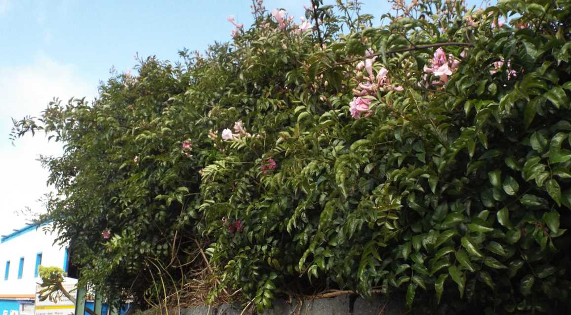 Da Tenerife (Canarie):  Podranea ricasoliana (Bignoniaceae) ?  S !