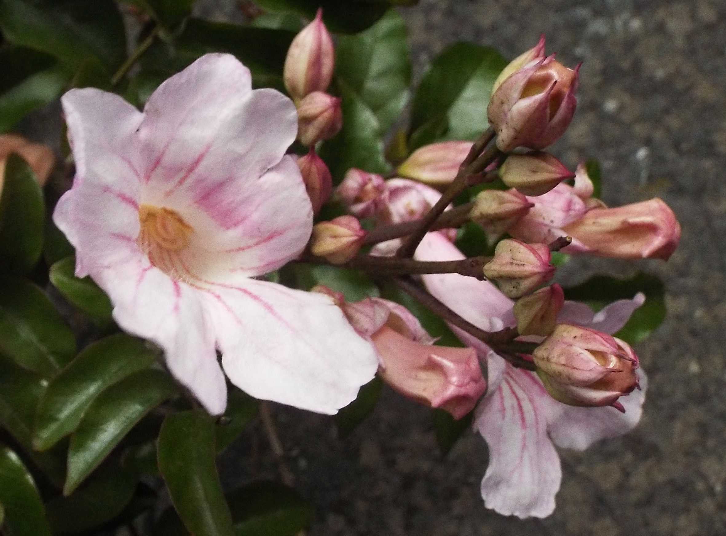 Da Tenerife (Canarie):  Podranea ricasoliana (Bignoniaceae) ?  S !