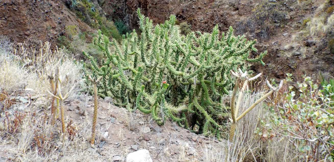 Da Tenerife (Canarie):  Austrocylindropuntia subulata exaltata (Cactaceae)