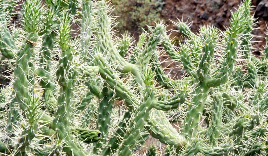 Da Tenerife (Canarie):  Austrocylindropuntia subulata exaltata (Cactaceae)