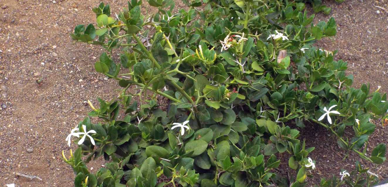 Da Tenerife (Canarie):  Carissa macrocarpa (Apocynaceae)