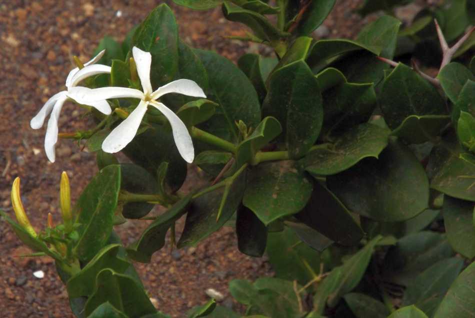 Da Tenerife (Canarie):  Carissa macrocarpa (Apocynaceae)