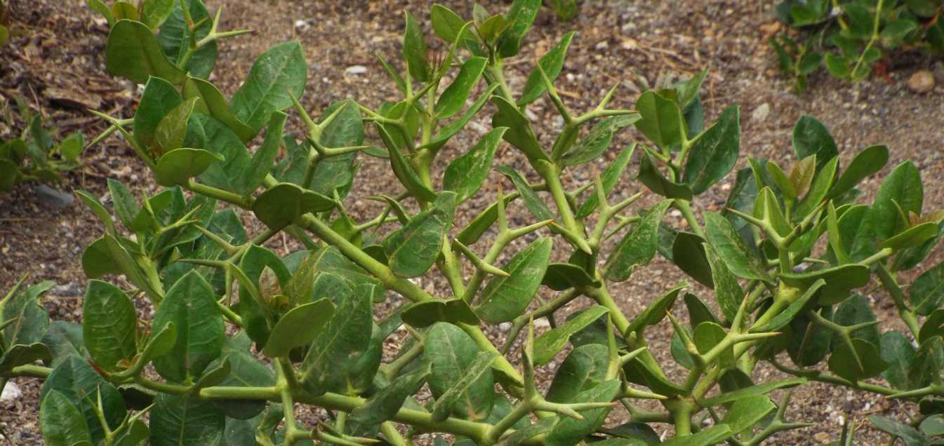 Da Tenerife (Canarie):  Carissa macrocarpa (Apocynaceae)