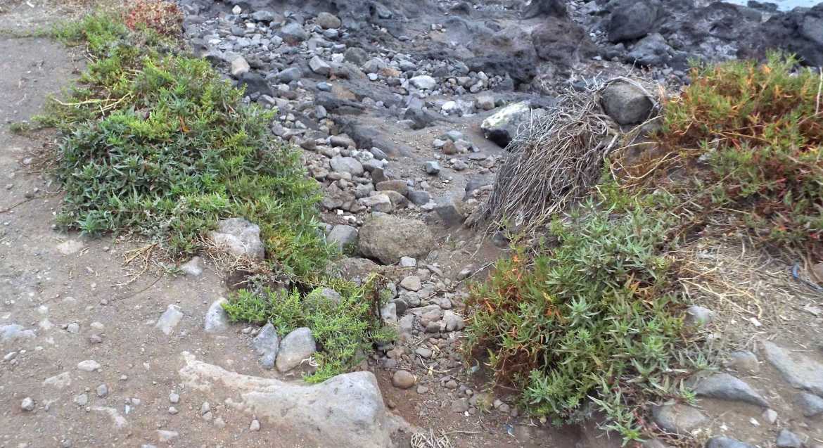 Da Tenerife (Canarie): Patellifolia webbiana (Chenopodiaceae)