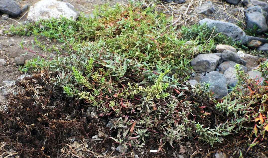 Da Tenerife (Canarie): Patellifolia webbiana (Chenopodiaceae)