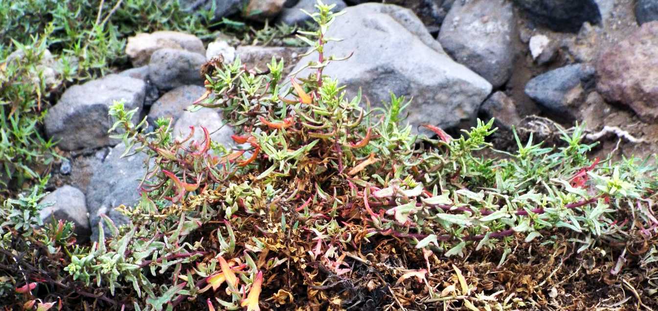 Da Tenerife (Canarie): Patellifolia webbiana (Chenopodiaceae)