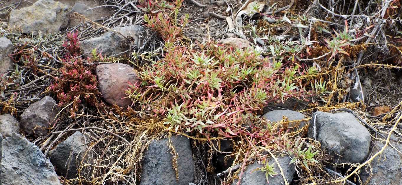 Da Tenerife (Canarie): Patellifolia webbiana (Chenopodiaceae)