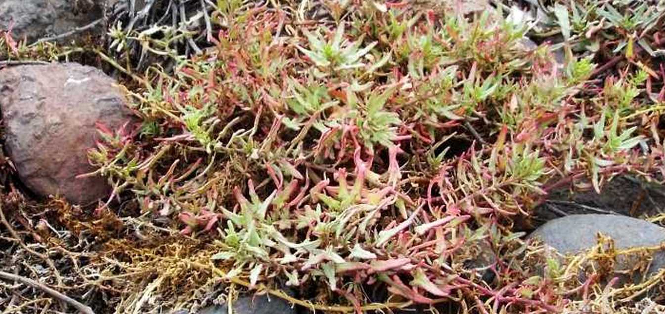 Da Tenerife (Canarie): Patellifolia webbiana (Chenopodiaceae)