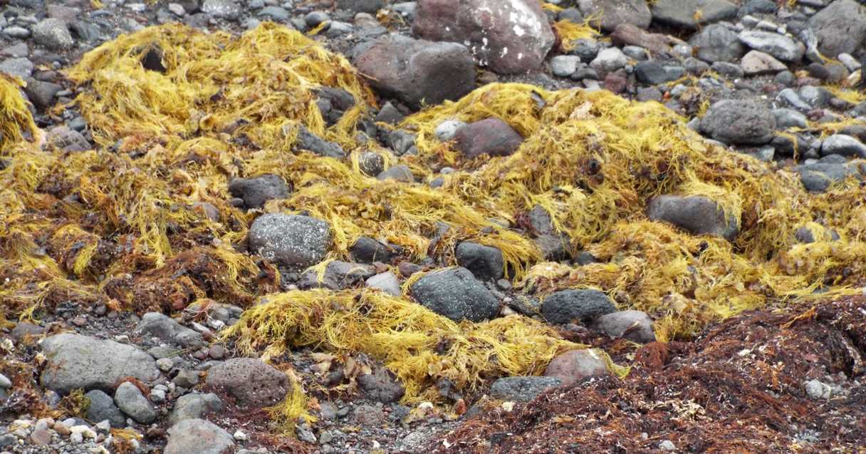 Da Tenerife (Canarie):  Alga: Cystoceira abies-marina (Sargassaceae)