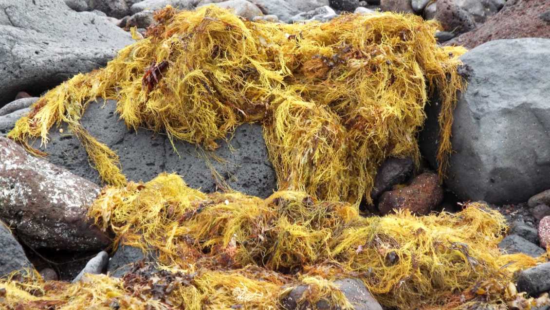 Da Tenerife (Canarie):  Alga: Cystoceira abies-marina (Sargassaceae)