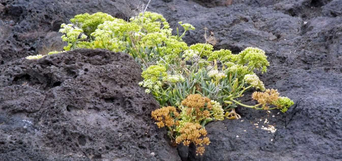 Da Tenerife (Canarie):  Crithmum maritimum (Apiaceae)