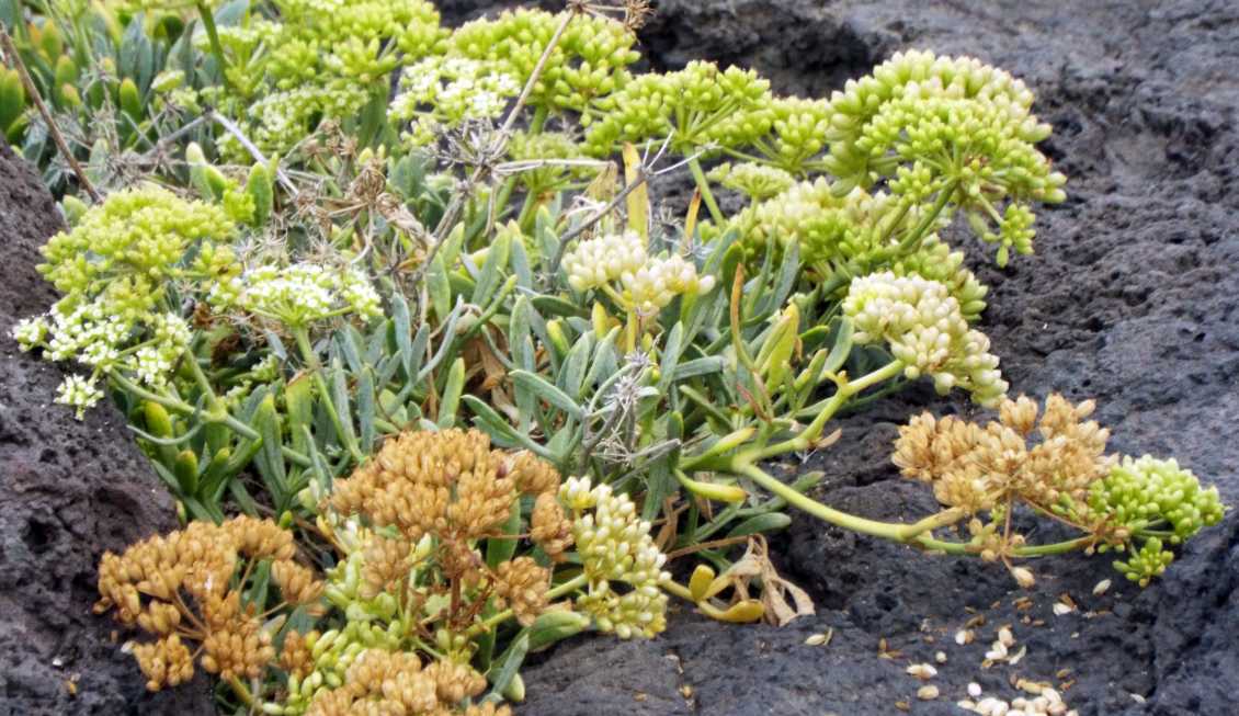 Da Tenerife (Canarie):  Crithmum maritimum (Apiaceae)