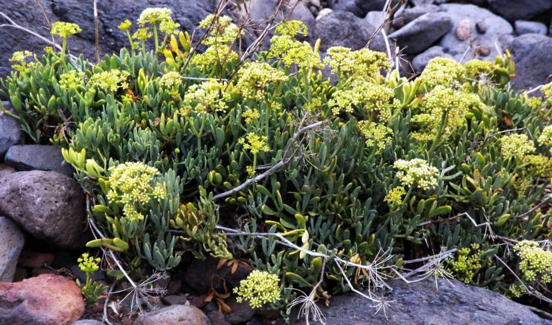 Da Tenerife (Canarie):  Crithmum maritimum (Apiaceae)