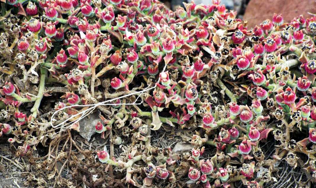 Da Tenerife (Canarie):  Mesembryanthemum crystallinum  (Aizoaceae)