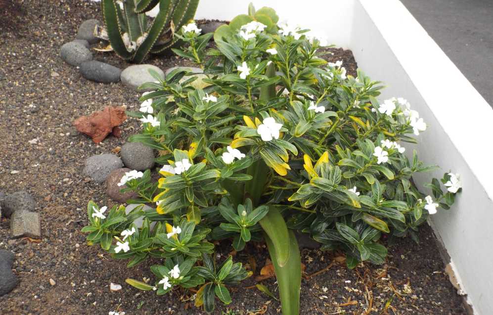 Da Tenerife (Canarie):  Catharanthus roseus var. albus (Apocynaceae)