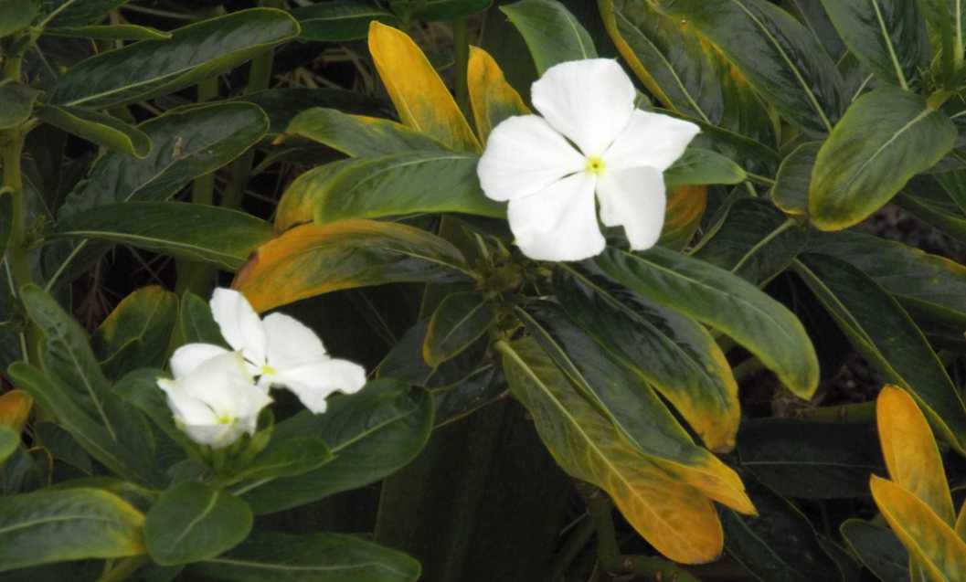 Da Tenerife (Canarie):  Catharanthus roseus var. albus (Apocynaceae)