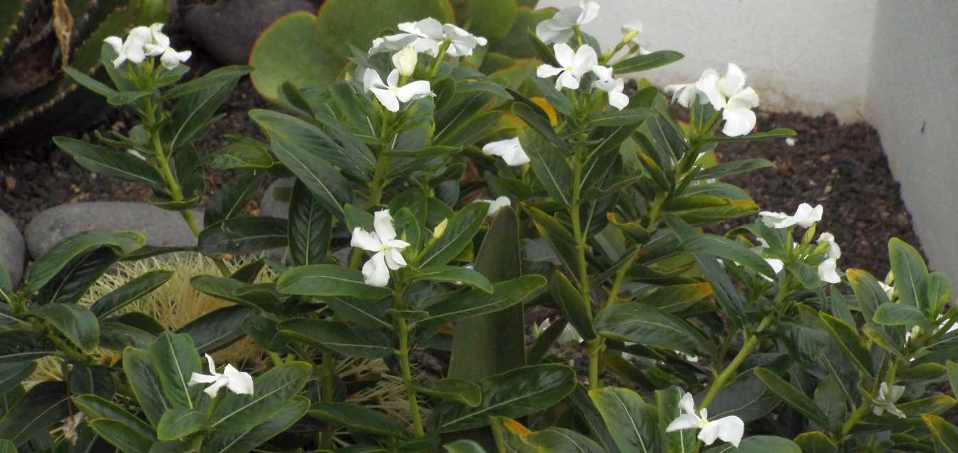 Da Tenerife (Canarie):  Catharanthus roseus var. albus (Apocynaceae)