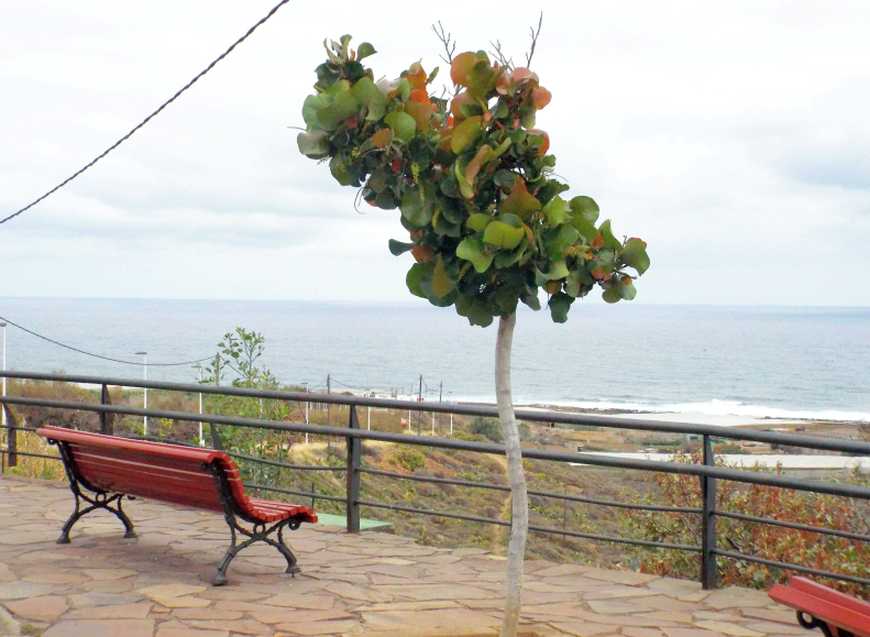 Da Tenerife (Canarie):  Coccoloba uvifera (Polygonaceae)