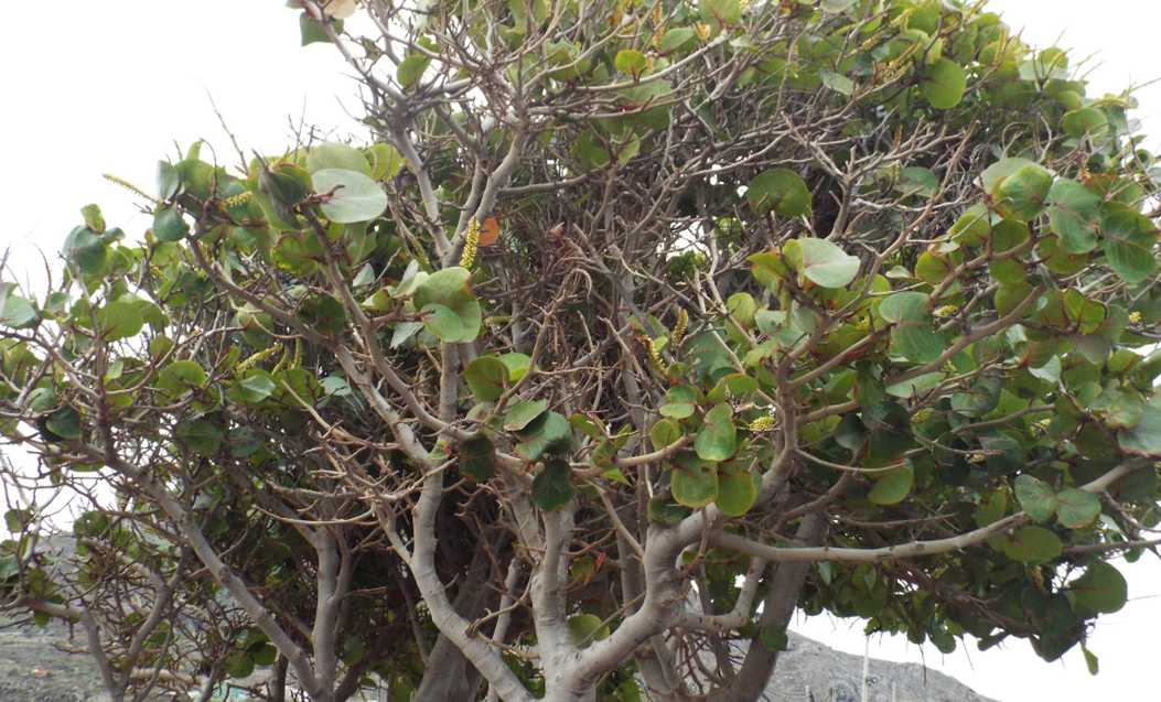 Da Tenerife (Canarie):  Coccoloba uvifera (Polygonaceae)