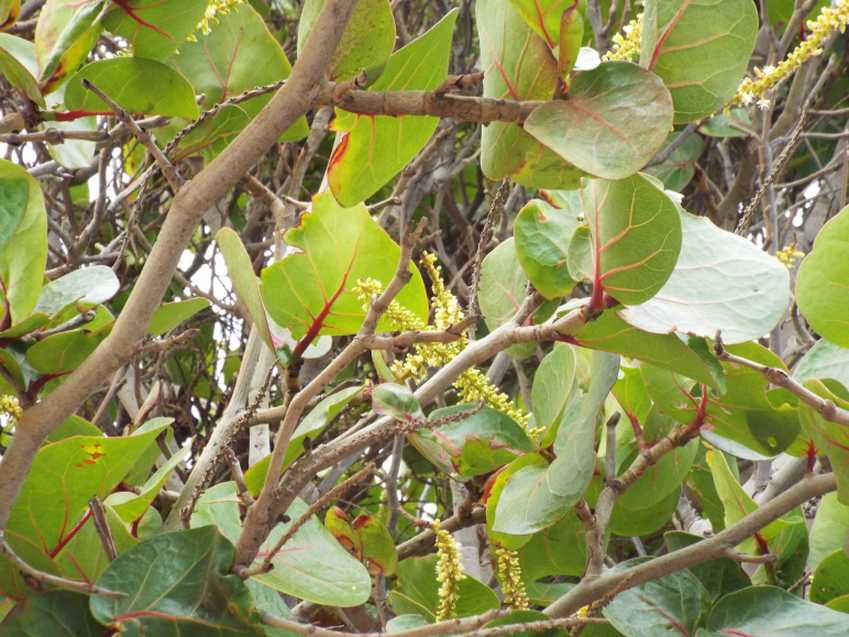 Da Tenerife (Canarie):  Coccoloba uvifera (Polygonaceae)