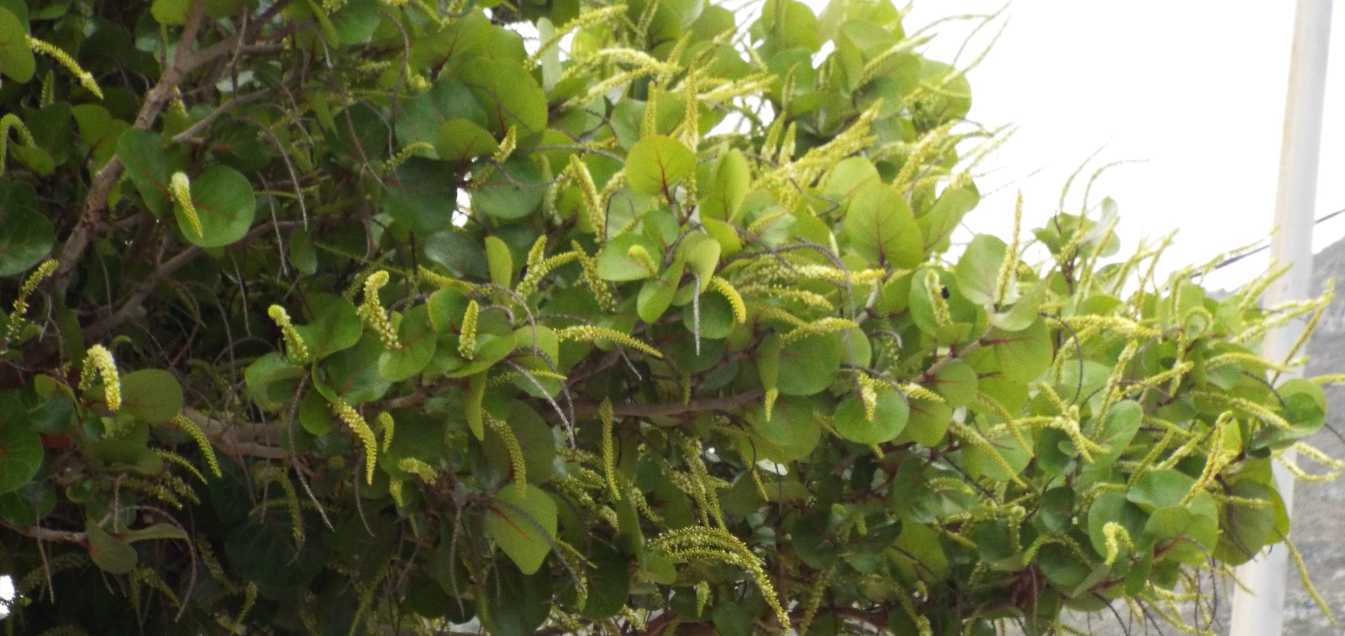 Da Tenerife (Canarie):  Coccoloba uvifera (Polygonaceae)