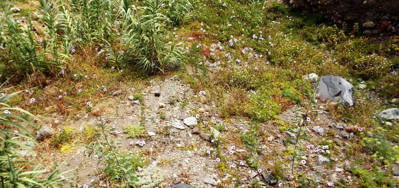 Da Tenerife (Canarie):  Ipomoea cairica (Convolvulaceae)