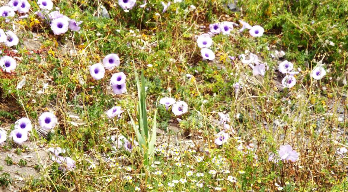 Da Tenerife (Canarie):  Ipomoea cairica (Convolvulaceae)