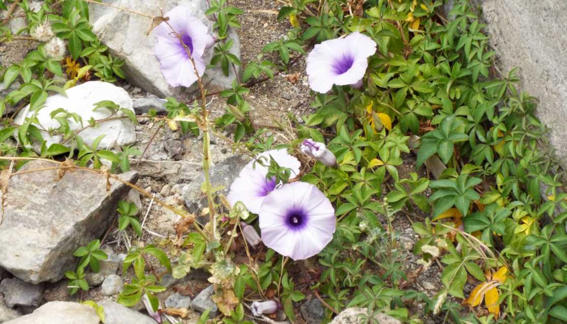 Da Tenerife (Canarie):  Ipomoea cairica (Convolvulaceae)