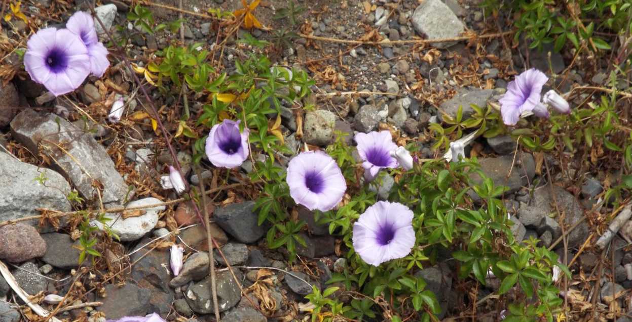 Da Tenerife (Canarie):  Ipomoea cairica (Convolvulaceae)