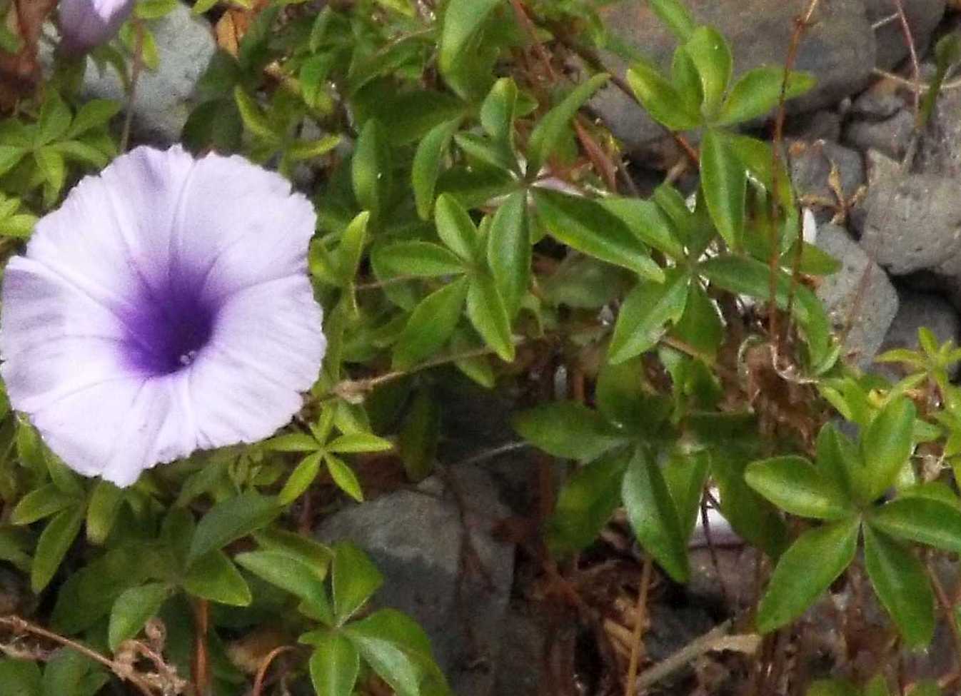 Da Tenerife (Canarie):  Ipomoea cairica (Convolvulaceae)