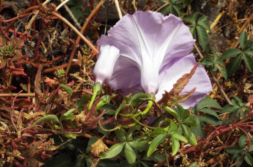 Da Tenerife (Canarie):  Ipomoea cairica (Convolvulaceae)