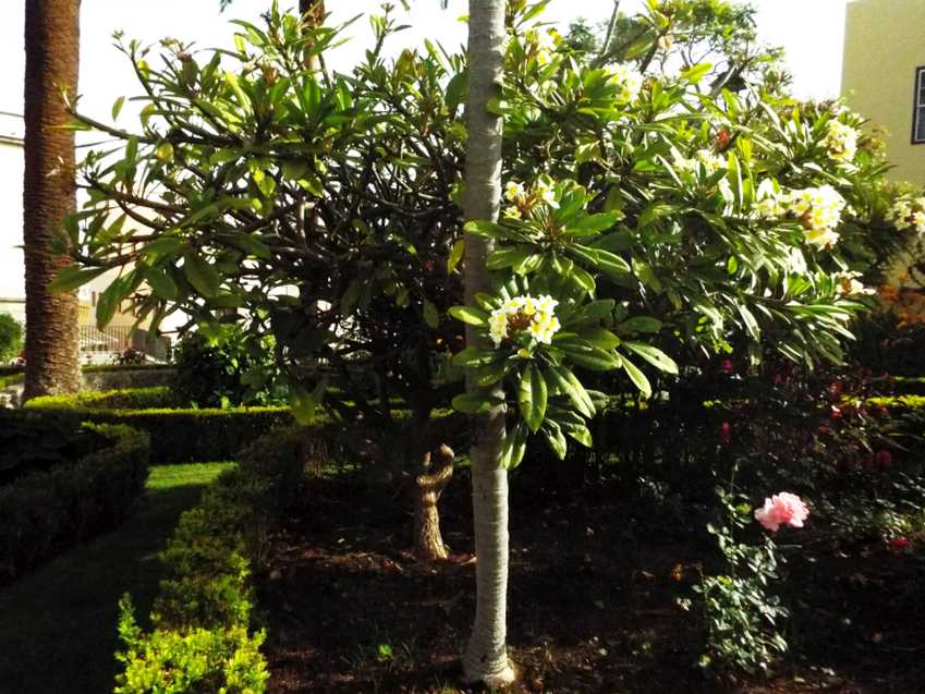 Da Tenerife (Canarie):  Plumeria alba (Apocynaceae)