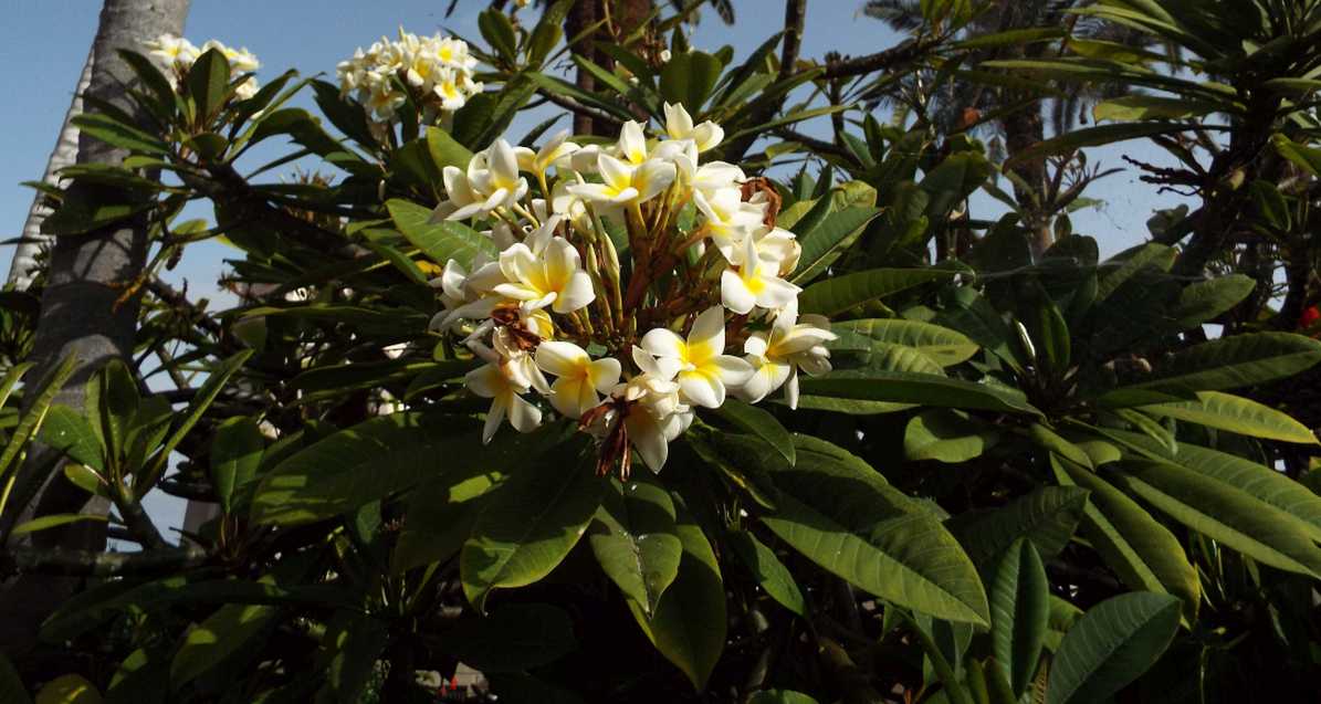 Da Tenerife (Canarie):  Plumeria alba (Apocynaceae)