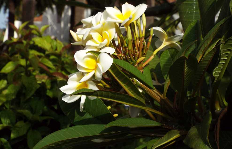 Da Tenerife (Canarie):  Plumeria alba (Apocynaceae)