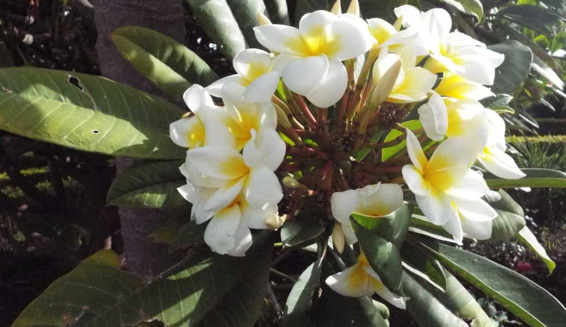 Da Tenerife (Canarie):  Plumeria alba (Apocynaceae)