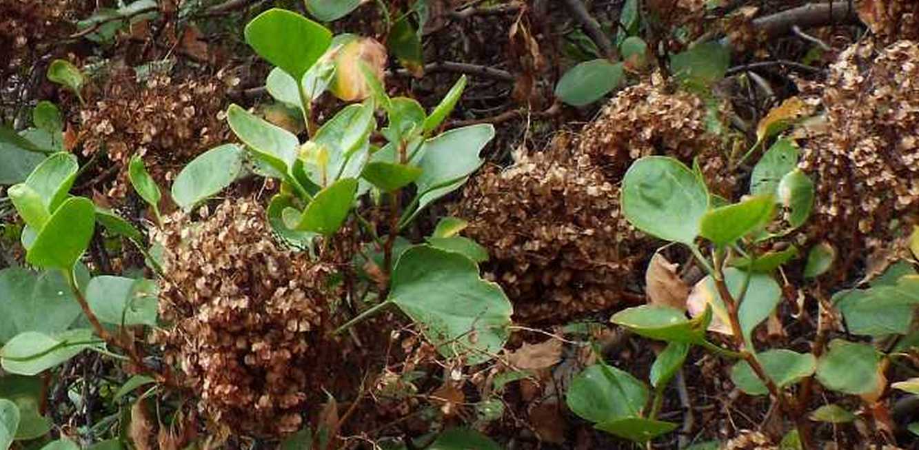 Da Tenerife e La Gomera (Canarie):  Rumex lunaria  (Polygonaceae)