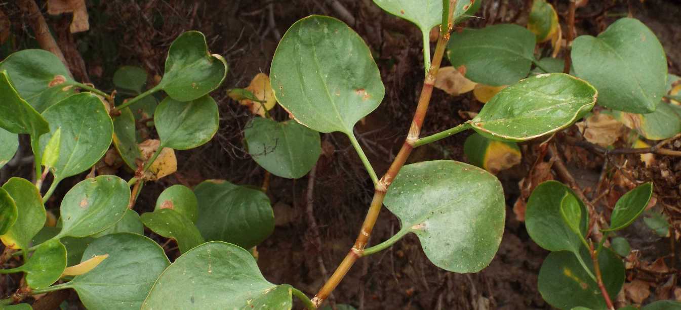 Da Tenerife e La Gomera (Canarie):  Rumex lunaria  (Polygonaceae)