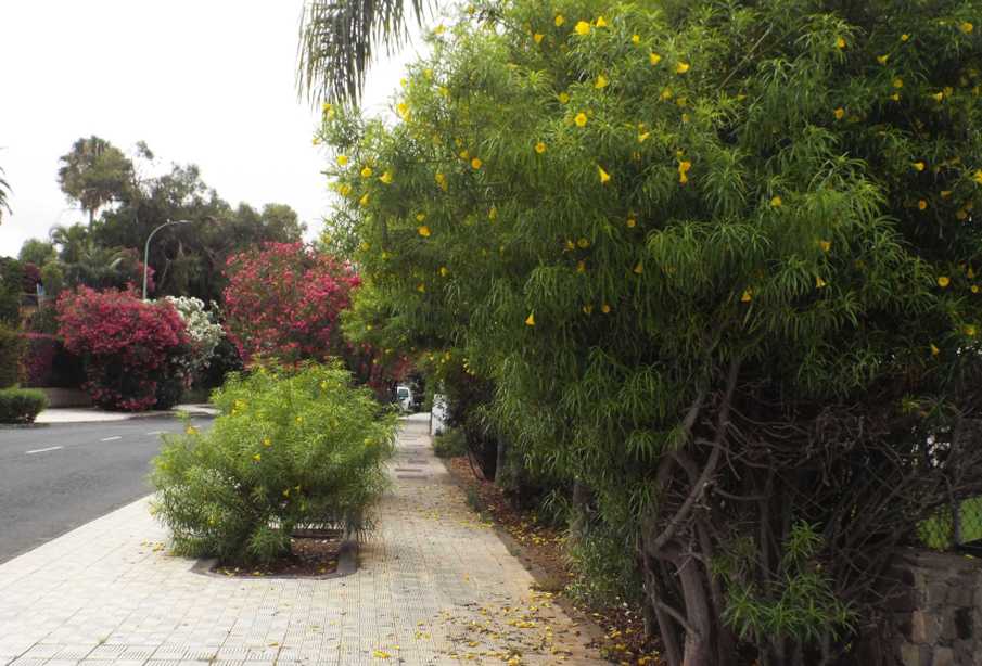 Da Tenerife (Canarie):  Cascabela thevetia [= Thevetia peruviana] (Apocynaceae)