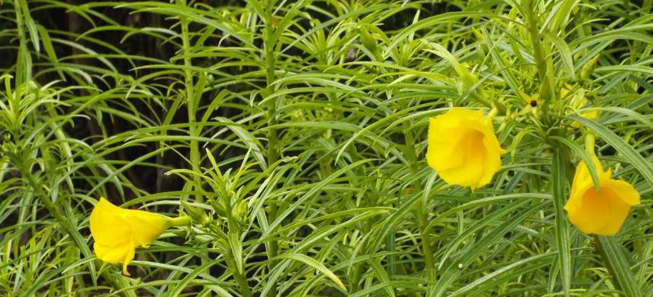 Da Tenerife (Canarie):  Cascabela thevetia [= Thevetia peruviana] (Apocynaceae)