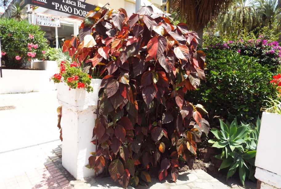 Da Tenerife (Canarie):  Acalypha wilkesiana (Euphorbiaceae)