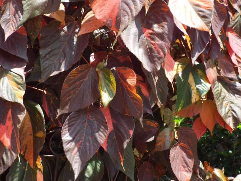 Da Tenerife (Canarie):  Acalypha wilkesiana (Euphorbiaceae)