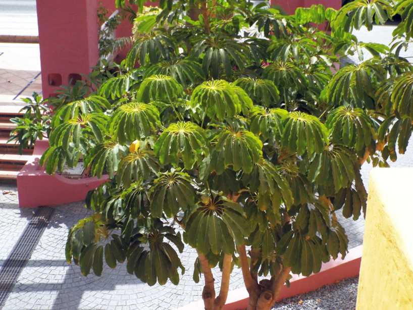 Da Tenerife (Canarie):  Schefflera actinophylla (Araceae)