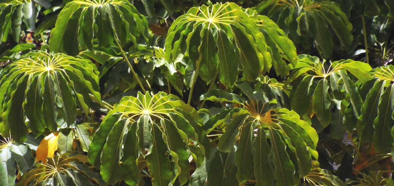 Da Tenerife (Canarie):  Schefflera actinophylla (Araceae)