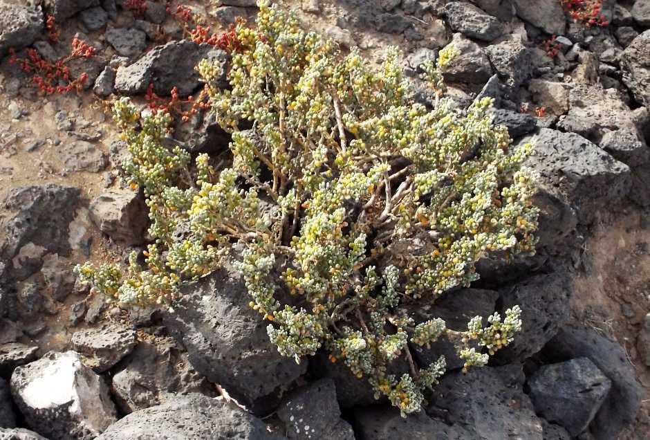 Da Tenerife (Canarie):  Tetraena fontanesii (Zygophyllaceae)