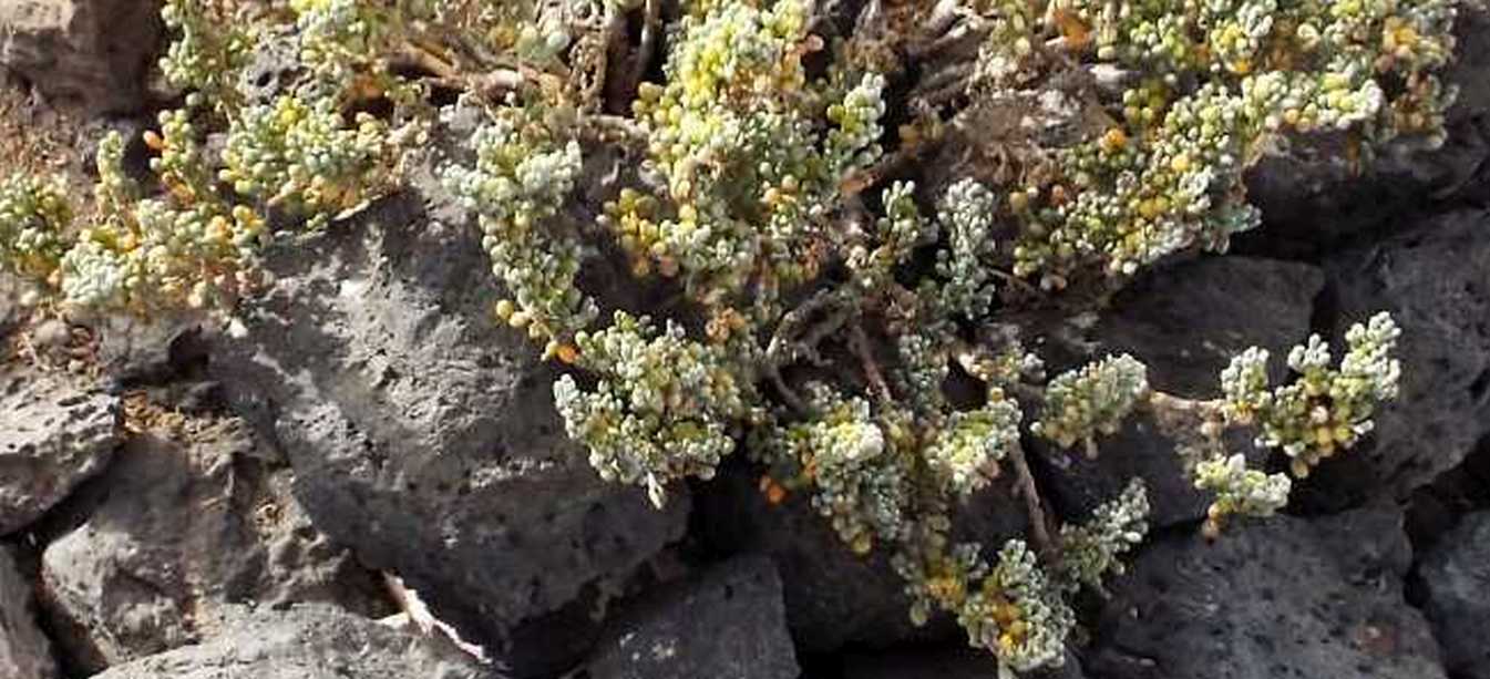 Da Tenerife (Canarie):  Tetraena fontanesii (Zygophyllaceae)