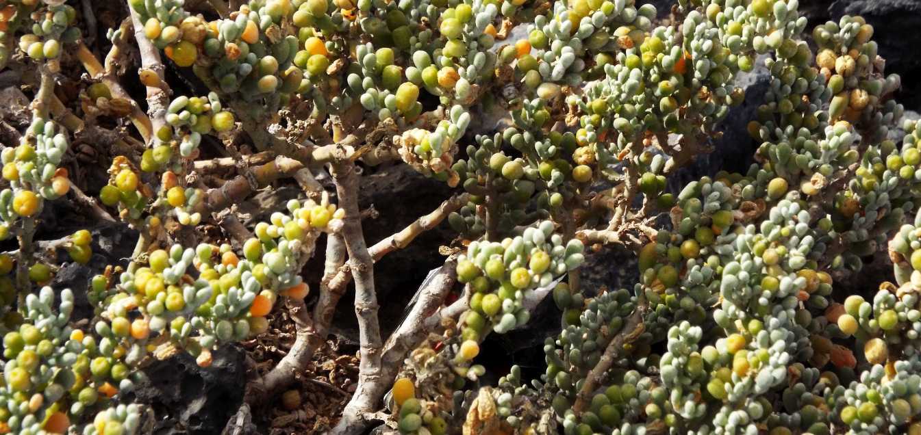 Da Tenerife (Canarie):  Tetraena fontanesii (Zygophyllaceae)