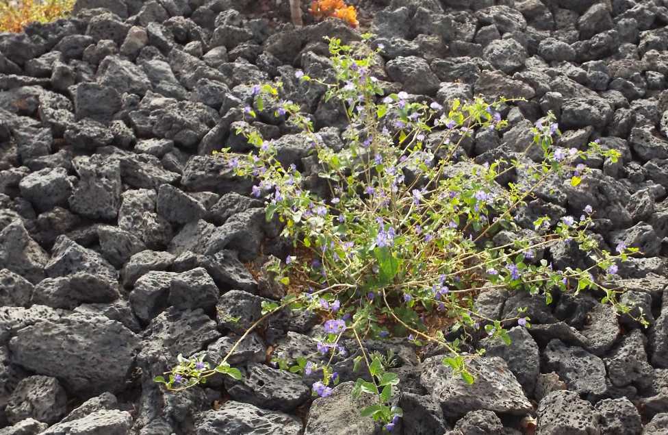 Da Tenerife (Canarie):  Un Convolvolo? No, Lycianthes rantonnetii (Solanaceae)